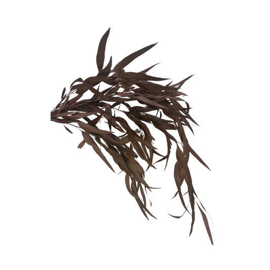 Preserved Weeping Willow Seed Eucalyptus - Terracotta Orange
