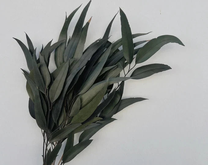 Preserved Weeping Willow Seed Eucalyptus - Green