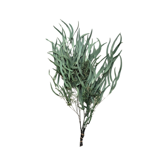 Preserved Weeping Willow Seed Eucalyptus - Green