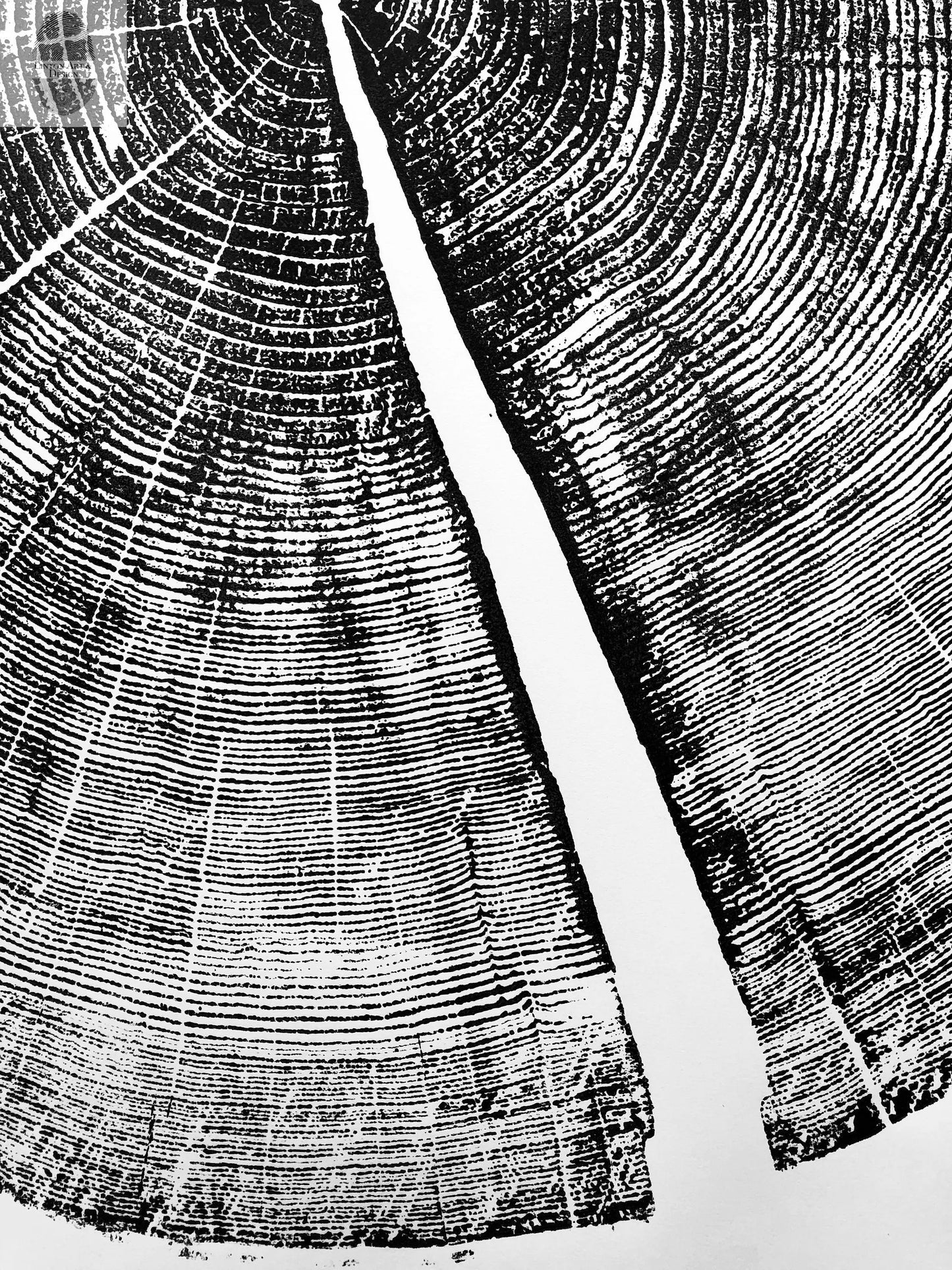 Yosemite National Park, California Pine - 36x36 print