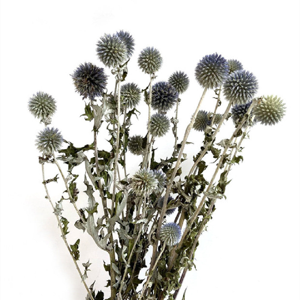 Artisan "Blue Planet" Globe Thistle - Rare Natural Indigo Dried Flowers for Photography & Modern Decor
