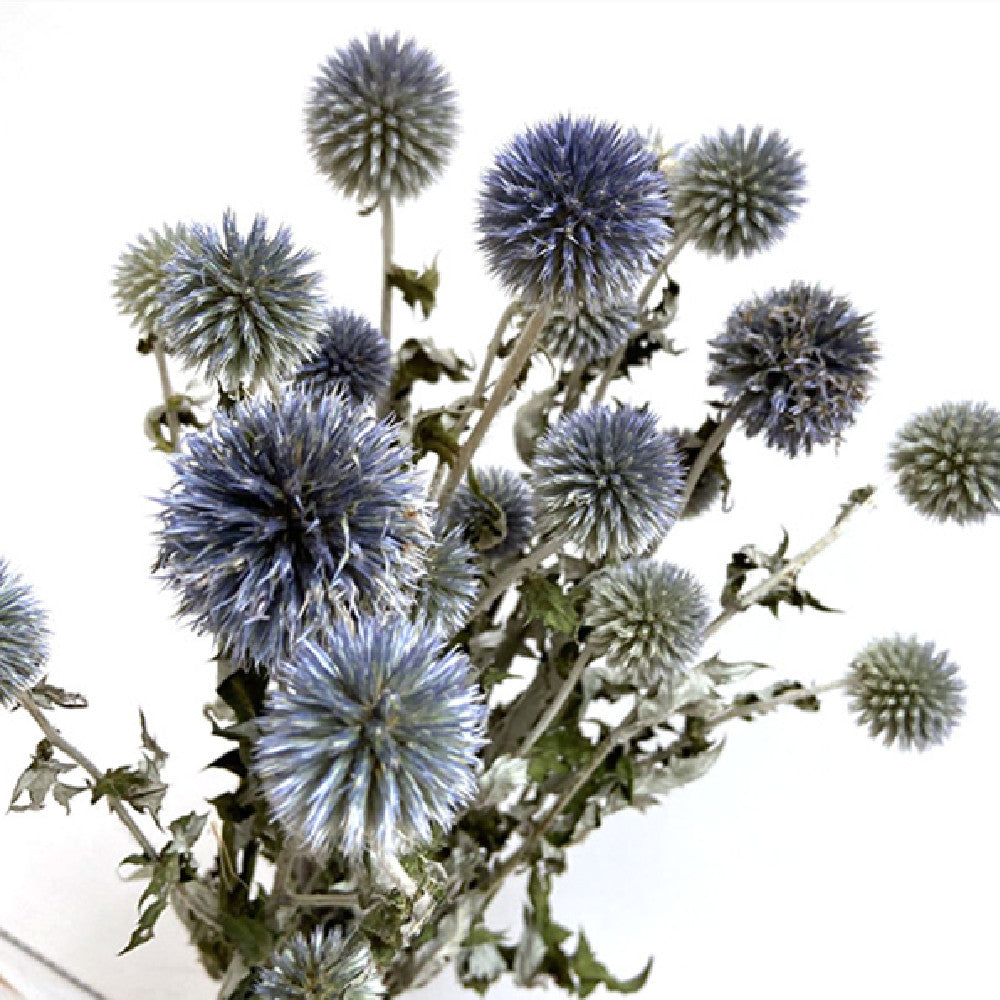 Artisan "Blue Planet" Globe Thistle - Rare Natural Indigo Dried Flowers for Photography & Modern Decor