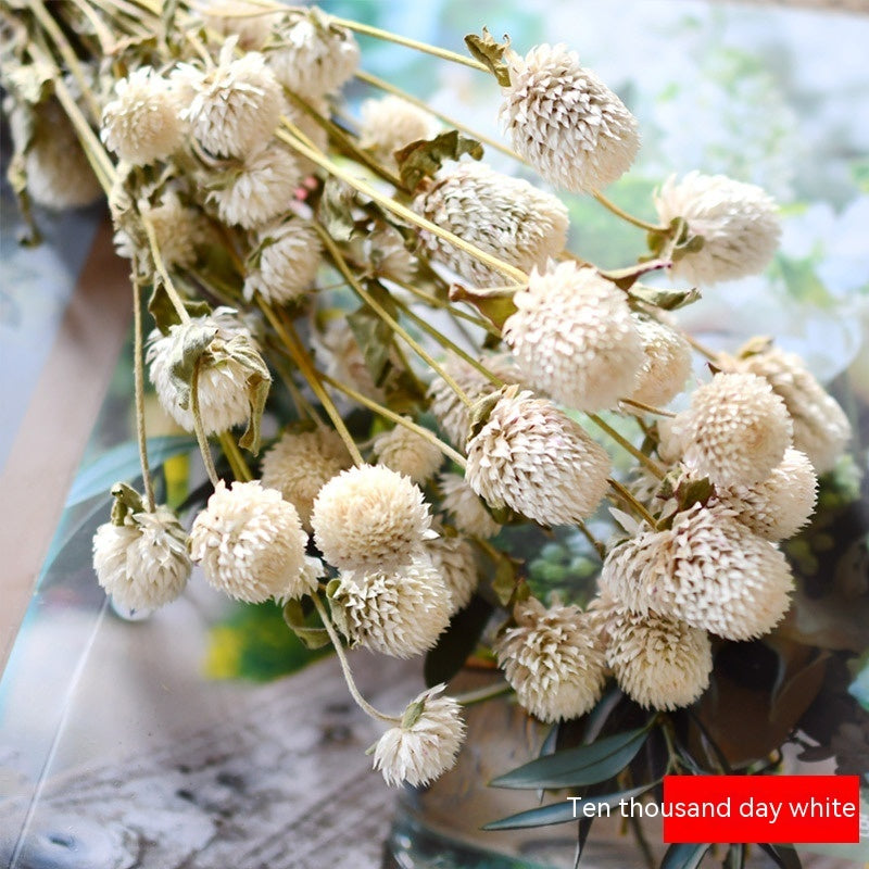 Golden Harvest Dried Wheat Stems - 100pc Natural Sun-Dried Bouquet for Rustic Home & Wedding Decor