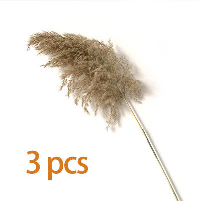 Luxe Cloud Pampas Grass - Extra Fluffy Natural Dried Stems for Floor Vases & Boho Wedding Decor