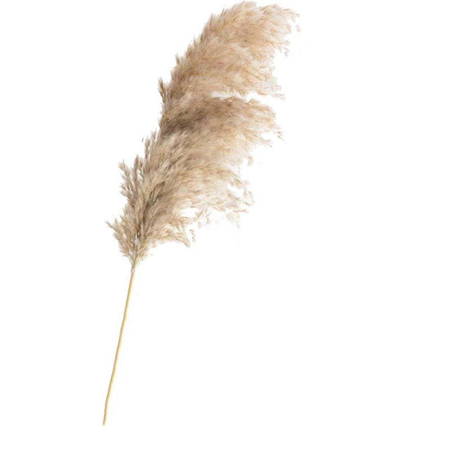 Luxe Cloud Pampas Grass - Extra Fluffy Natural Dried Stems for Floor Vases & Boho Wedding Decor