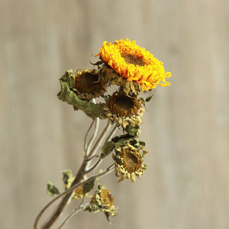 Golden Hour Dried Sunflowers - Hand-Preserved Everlasting Blooms for Home & Gifting