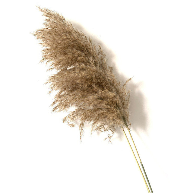 Luxe Cloud Pampas Grass - Extra Fluffy Natural Dried Stems for Floor Vases & Boho Wedding Decor
