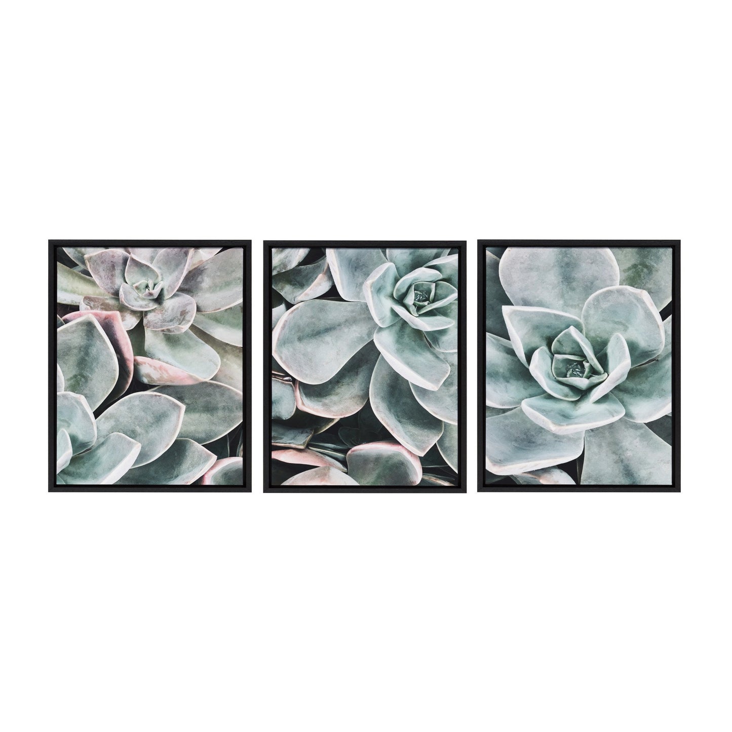 Set of three framed succulent plant artworks on a white background