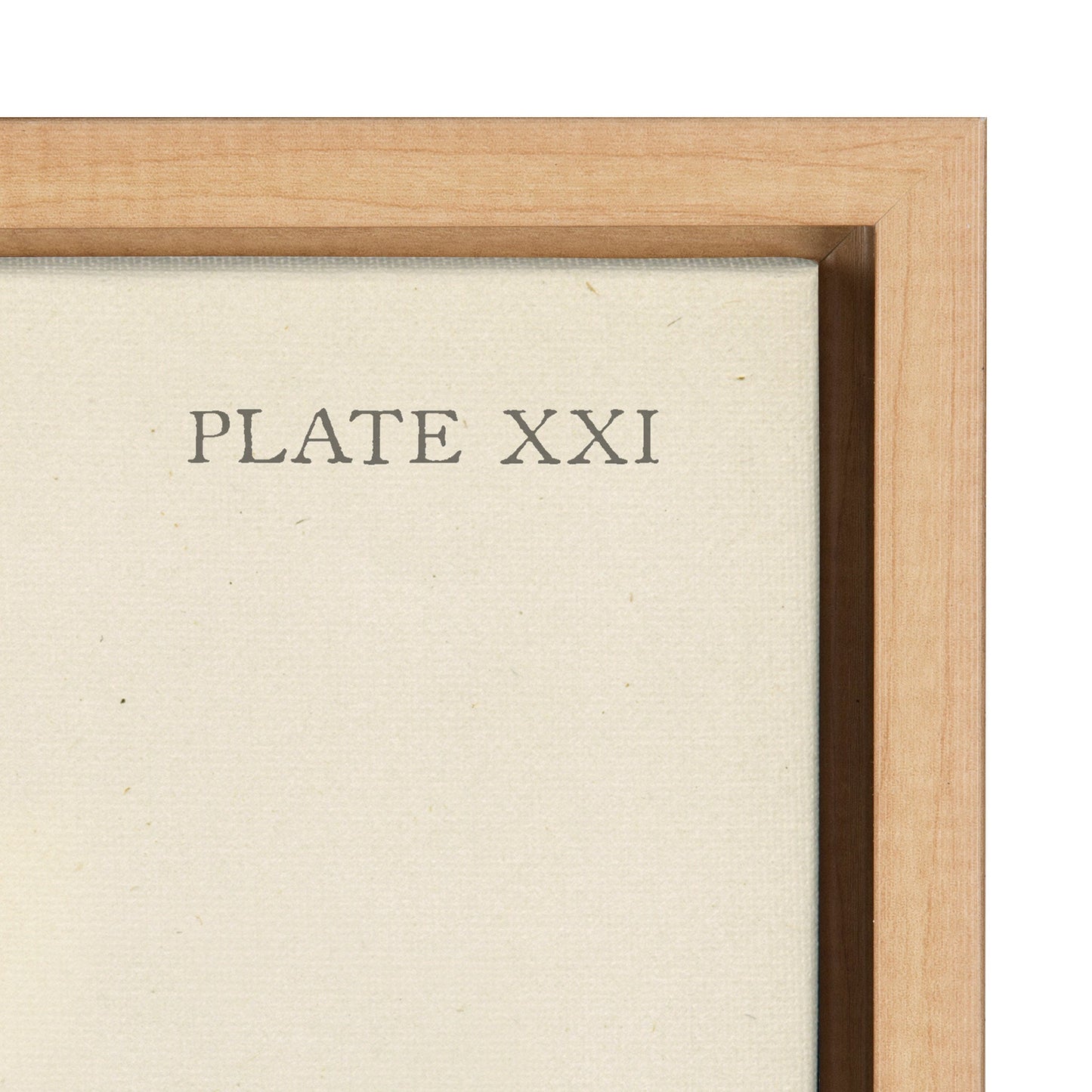Sylvie Ferns Framed Canvas Set by Corinna Buchholz of Piddix