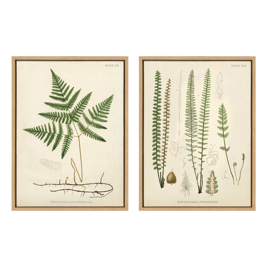 Sylvie Ferns Framed Canvas Set by Corinna Buchholz of Piddix