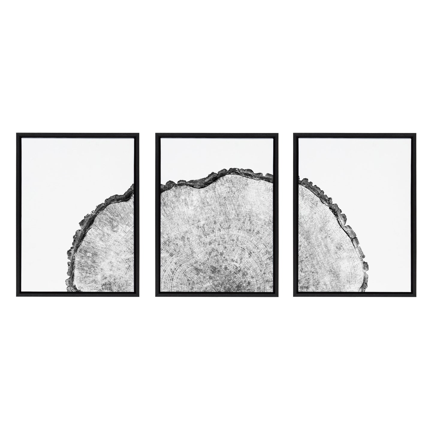 Sylvie Tree Rings Set Framed Canvas by Emiko and Mark Franzen of F2Images