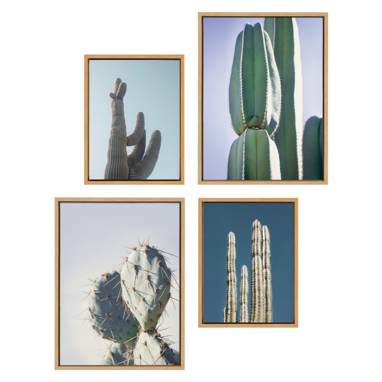 Four framed pictures of cacti on a white background