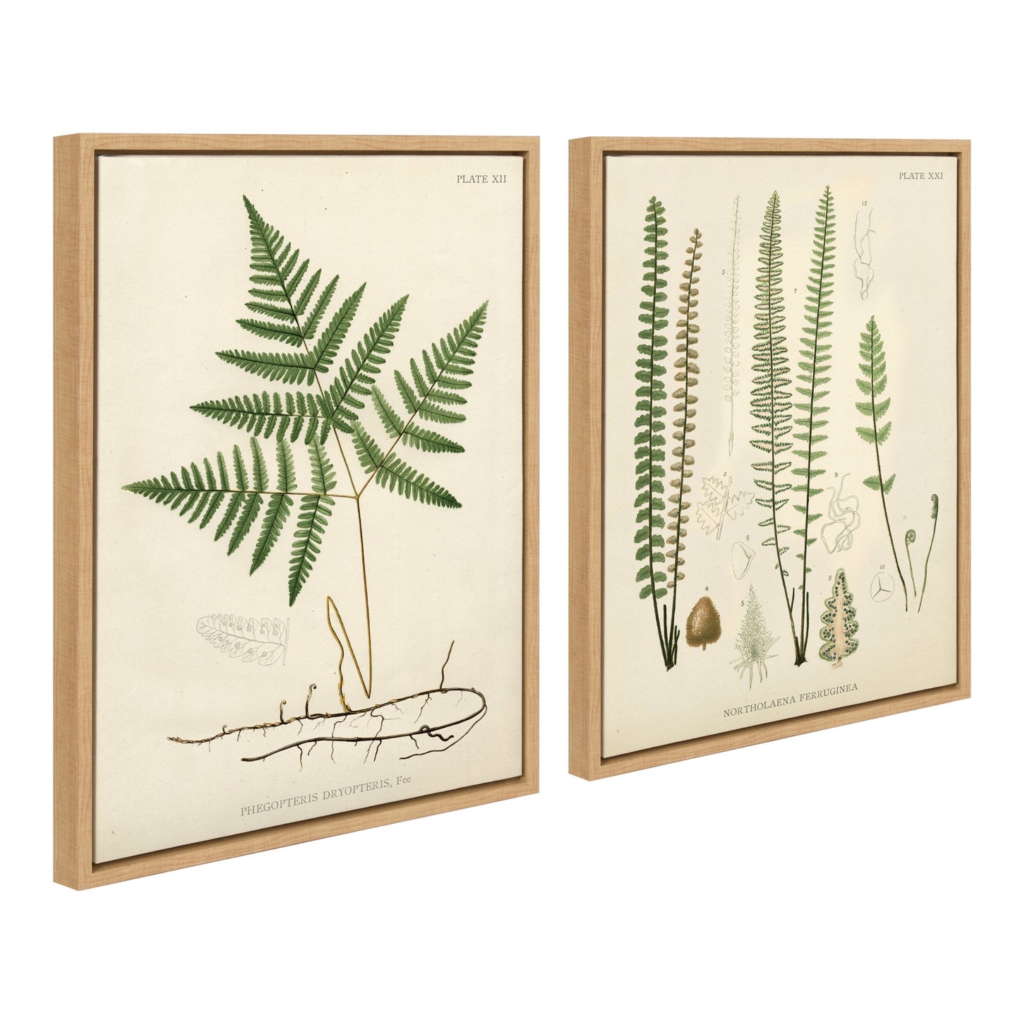 Sylvie Ferns Framed Canvas Set by Corinna Buchholz of Piddix